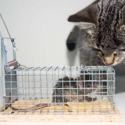 Trappole e veleno per topi – Rimedi contro i roditori